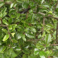 Flacourtia indica (Burm.f.) Merr.